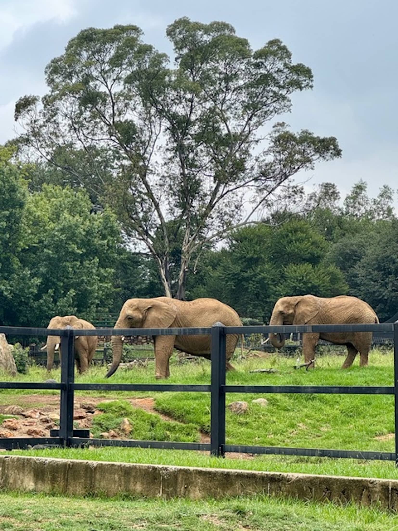 Johannesburg Zoo